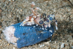 Harlequin Shrimp & Sea Star. by Allen Lee 